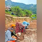 Idikki’s Vattavada gets ready to grow its iconic garlic as summer rains arrive | Kerala Stories | ACTPnews