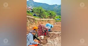 Idikki’s Vattavada gets ready to grow its iconic garlic as summer rains arrive | Kerala Stories | ACTPnews