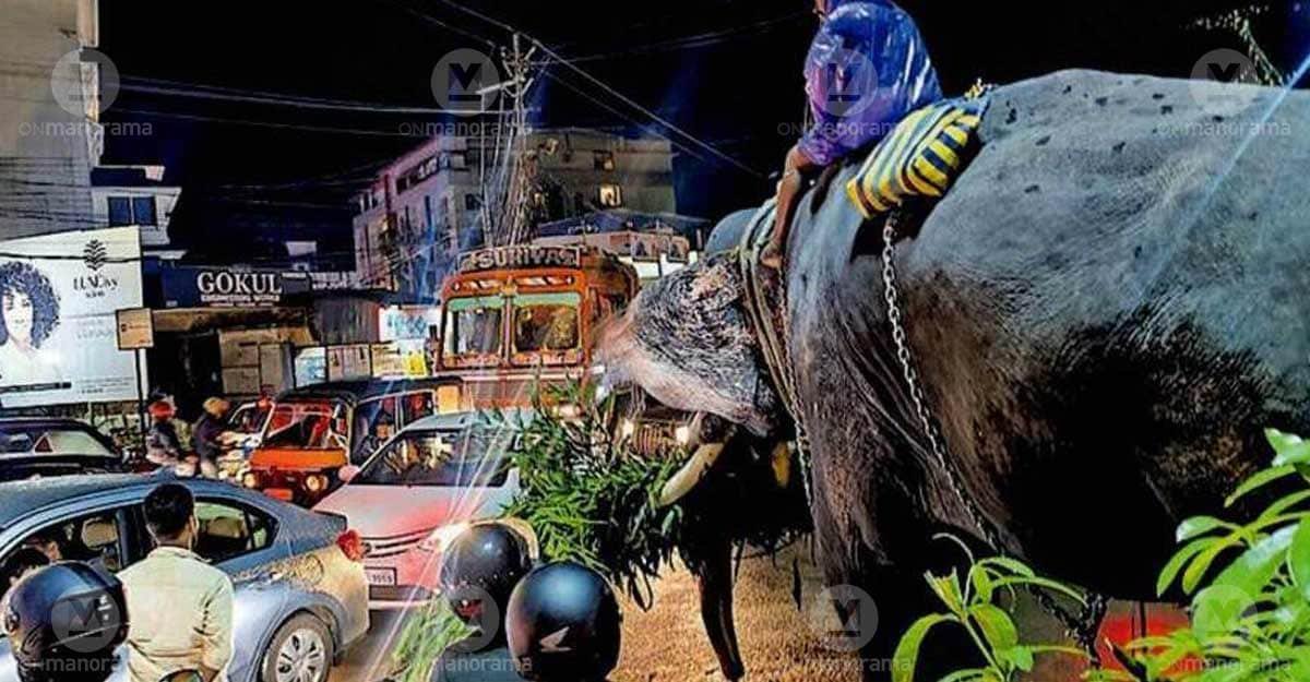 Tusker Ananthanarayanan remains caught in a traffic jam at Mammiyoor Junction while being taken to Guruvayur Temple for the Vilakkezhunnallippu procession. Photo: Special arrangement