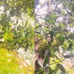 Kozhikode school to welcome students with homegrown Vietnamese jackfruit on reopening day | ACTPnews