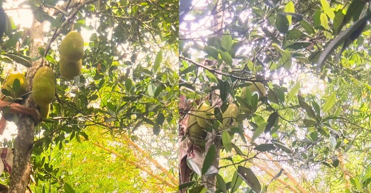 Kozhikode school to welcome students with homegrown Vietnamese jackfruit on reopening day | ACTPnews