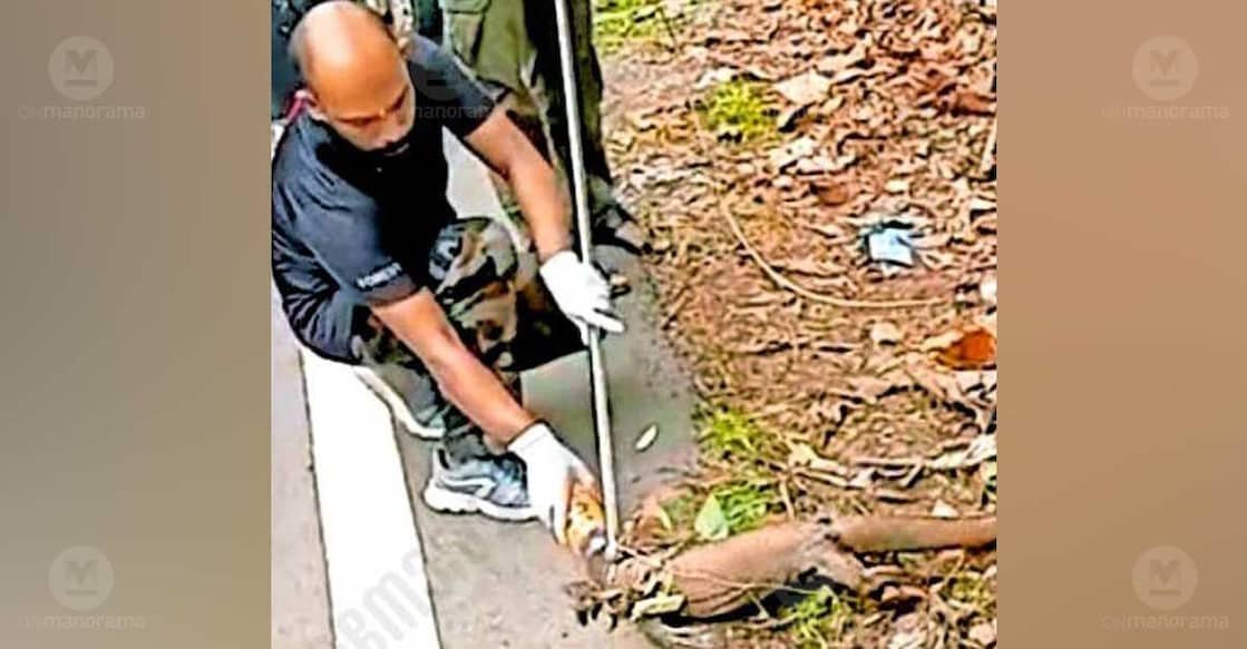 Members of the Forest Department's snake rescue team remove a plastic container lodged on the head of a monitor lizard near the Medical College. Photo: Special arrangement