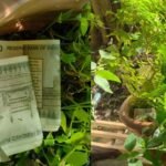 Vigilance raid at Kasaragod RTO finds ₹17,150 thrown in flower pots | Kerala News | ACTPnews