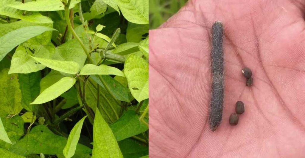Kerala harvests first black gram crop from Kole fields on World Environment Day | Mundur and Peramangalam Kole regions of Thrissur | Kerala news in English | ACTPnews