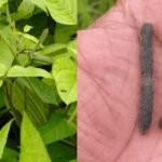 Kerala harvests first black gram crop from Kole fields on World Environment Day | Mundur and Peramangalam Kole regions of Thrissur | Kerala news in English | ACTPnews