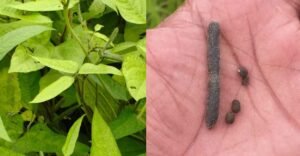 Kerala harvests first black gram crop from Kole fields on World Environment Day | Mundur and Peramangalam Kole regions of Thrissur | Kerala news in English | ACTPnews