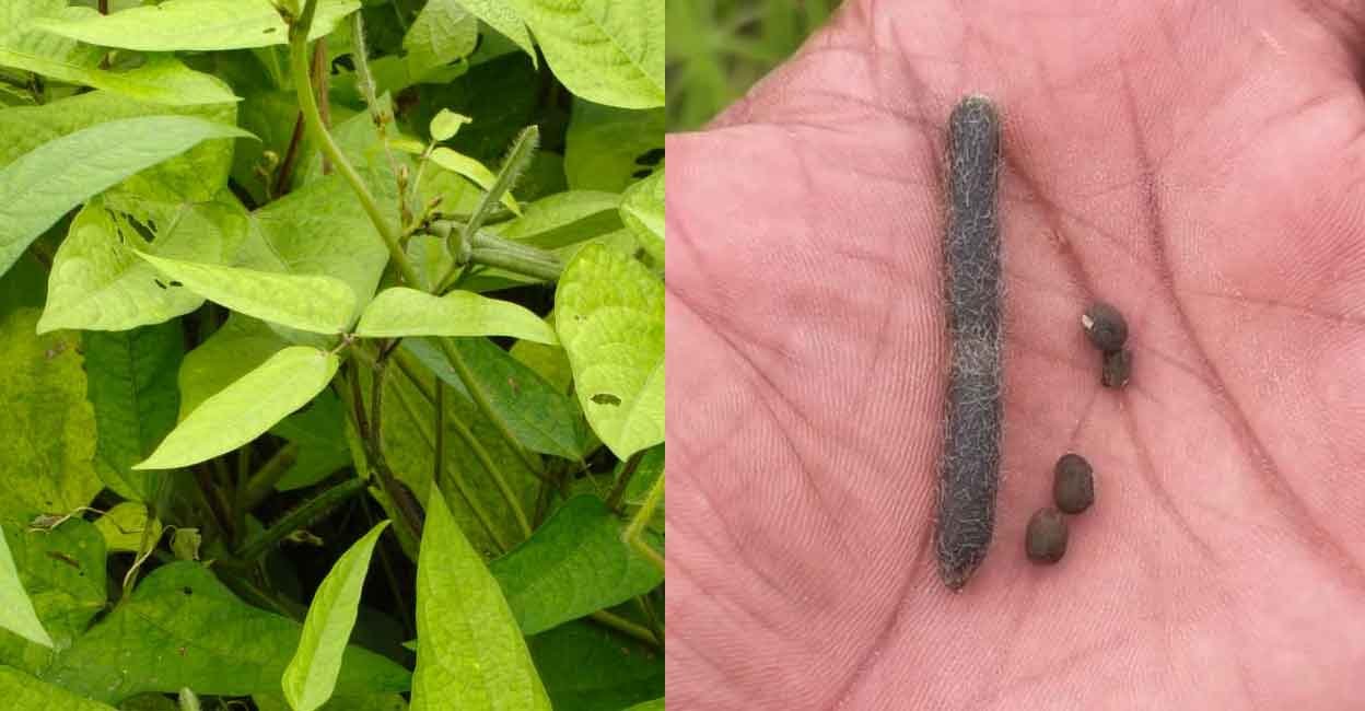 Kerala harvests first black gram crop from Kole fields on World Environment Day | Mundur and Peramangalam Kole regions of Thrissur | Kerala news in English | ACTPnews