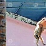 Macaque groups terrorise Kanjikode in Palakkad, residents live in fear | Kerala Stories | ACTPnews