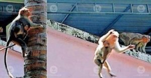 Macaque groups terrorise Kanjikode in Palakkad, residents live in fear | Kerala Stories | ACTPnews