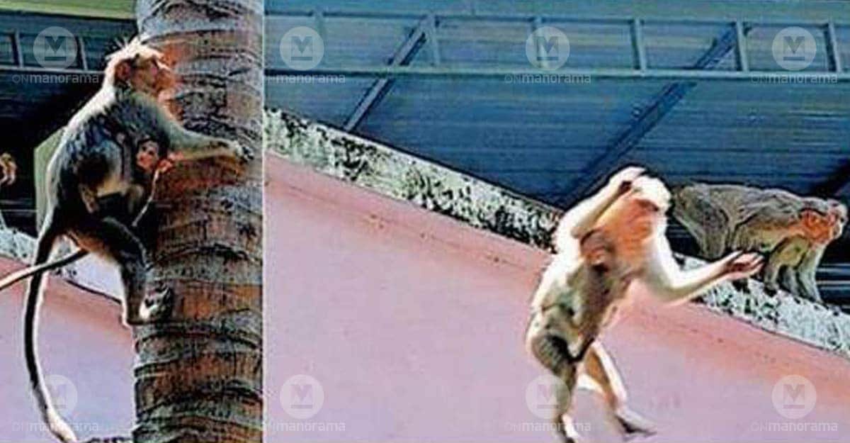 Macaques atop houses in the Water Tank Junction residential area of Kanjikode. Photo: Special arrangement