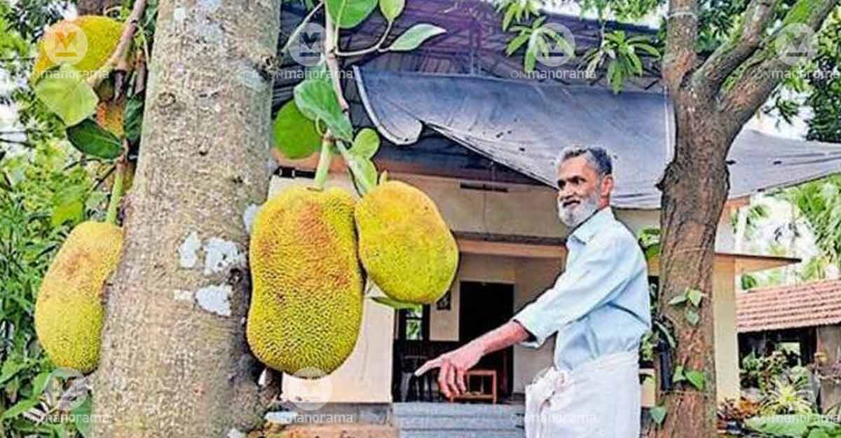 Wild elephants force elderly farmer in Malappuram to strip jackfruit trees early | Kerala Stories | ACTPnews