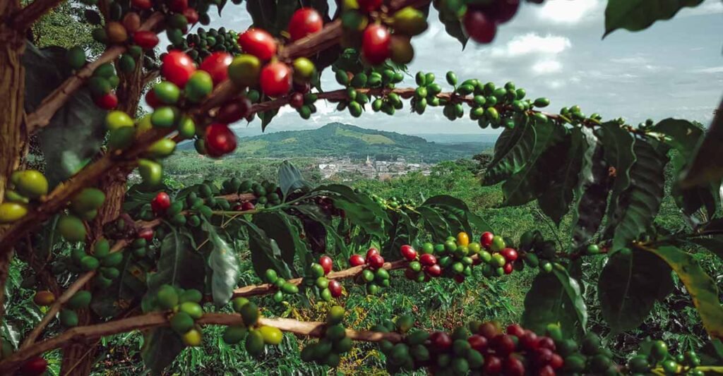 Untimely rains make Brazil’s coffee farmers tense, but cheer up South Indian farmers as prices go up | Kerala Coffee farmers | Kerala Coffee prices | Coffee prices in India | Commmodity Prices | Business News | ACTPnews
