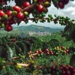 Untimely rains make Brazil’s coffee farmers tense, but cheer up South Indian farmers as prices go up | Kerala Coffee farmers | Kerala Coffee prices | Coffee prices in India | Commmodity Prices | Business News | ACTPnews