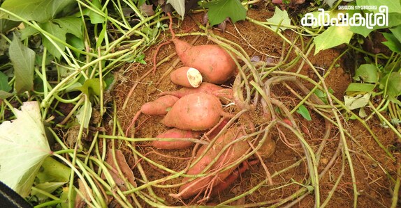 Ex-serviceman turns to multi-crop farming with military discipline in Kochi, reaps success | Kerala Stories