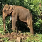 Lone wild jumbo radio-collared after gruelling nine-hour operation in Kothamangalam | Kerala News | ACTPnews