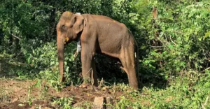 Lone wild jumbo radio-collared after gruelling nine-hour operation in Kothamangalam | Kerala News | ACTPnews