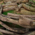 Muttil tree smuggling: Setback for UDF government as HC stays auction of timber | Kerala News | ACTPnews