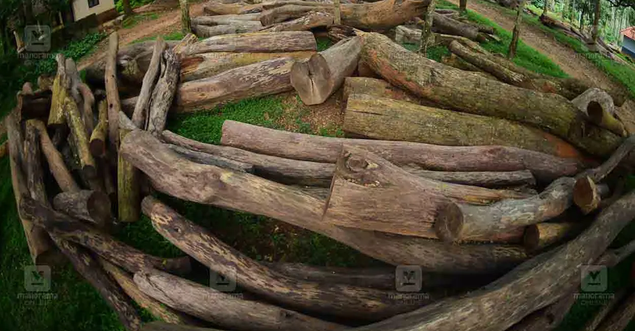 Muttil tree smuggling: Setback for UDF government as HC stays auction of timber