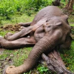 Chekadi village mourns death of Lakshmi, the gentle wild elephant that won hearts of people | Elephant Love in Kerala | Kerala News | ACTPnews