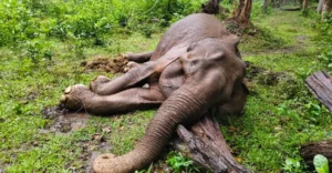 Chekadi village mourns death of Lakshmi, the gentle wild elephant that won hearts of people | Elephant Love in Kerala | Kerala News | ACTPnews