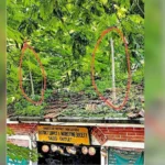 Tree saplings, shrubs overrun roof of District Supply and Marketing Society in Kochi | Kerala Stories | ACTPnews