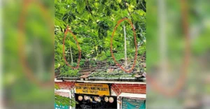 Tree saplings, shrubs overrun roof of District Supply and Marketing Society in Kochi | Kerala Stories | ACTPnews