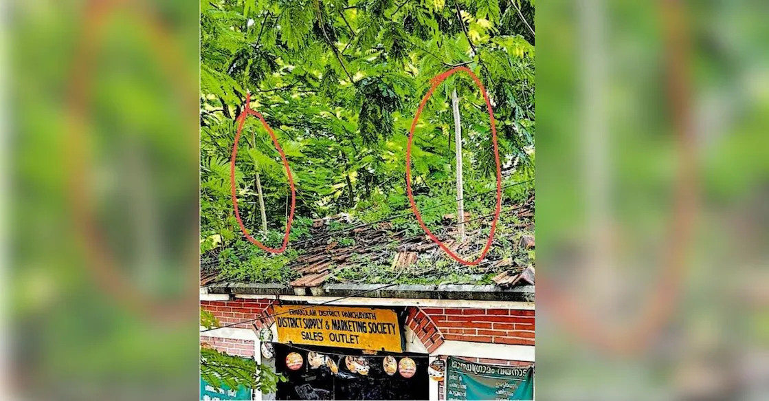 he tiled roof of the District Supply and Marketing Society sales outlet at the Kakkanad Collectorate has fallen into disrepair, with loose tiles and vegetation growing through the roof. Photo: Special Arrangement