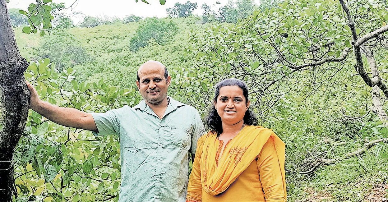 Kasaragod couple redefines farming, even turns waste cashew apples into liquid gold | Kerala Stories