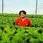 Kerala techie transforms 11-cent plot into hydroponic lettuce farm, earns over โน1 lakh a month | Kerala Stories | ACTPnews