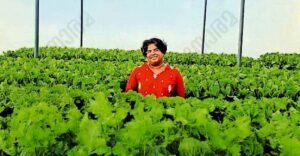 Kerala techie transforms 11-cent plot into hydroponic lettuce farm, earns over โน1 lakh a month | Kerala Stories | ACTPnews