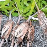 With prices hitting ₹4000 per kg, is macadamia farming the next gold rush for Indian farmers? | Kerala Stories | ACTPnews