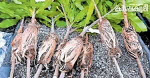 With prices hitting ₹4000 per kg, is macadamia farming the next gold rush for Indian farmers? | Kerala Stories | ACTPnews