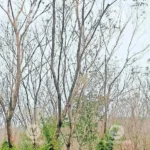 Rubber Board plans National Rubber Museum at Mukkada in Kottayam | Kerala Stories | ACTPnews