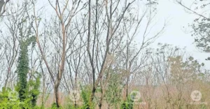 Rubber Board plans National Rubber Museum at Mukkada in Kottayam | Kerala Stories | ACTPnews