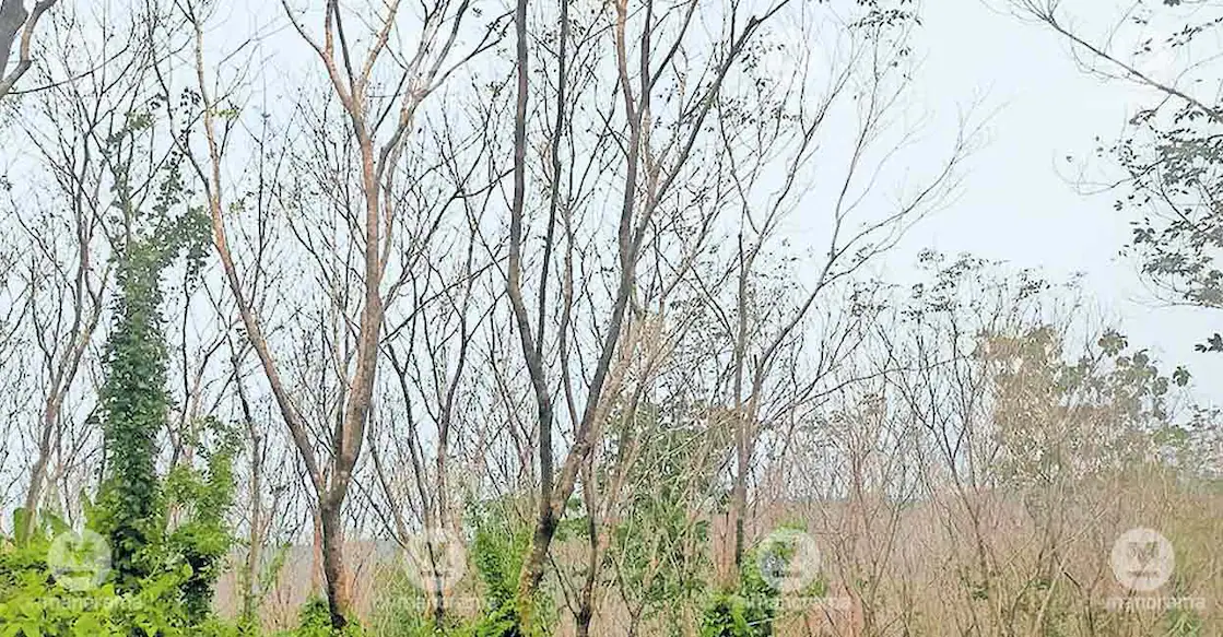 rubber-tree