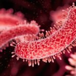 Fresh Shigella case confirmed in Wayanad, 3 more students under surveillance | Kerala News | ACTPnews