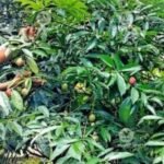 Kasaragod farmer finds hidden value in fruits he discarded for two years | Kerala Stories | ACTPnews