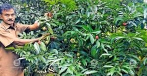 Kasaragod farmer finds hidden value in fruits he discarded for two years | Kerala Stories | ACTPnews