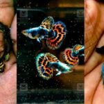 Meet Malappuram entrepreneur who breeds premium guppy varieties, reaps riches | Kerala Stories | ACTPnews