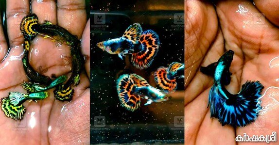 Meet Malappuram entrepreneur who breeds premium guppy varieties, reaps riches | Kerala Stories