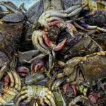 Mud crab farming: How to turn low cost water crabs into a highly profitable business | Kerala Stories | ACTPnews
