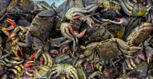 Mud crab farming: How to turn low cost water crabs into a highly profitable business | Kerala Stories | ACTPnews