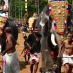 Kerala HC issues directions to improve welfare of Guruvayur Temple elephants | Kerala News | ACTPnews