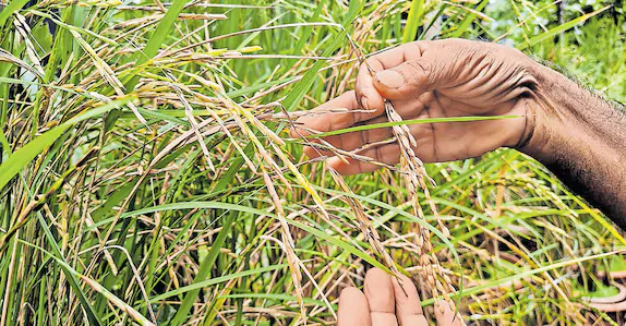 TVM pensioner grows Basmati rice in pots on terrace, shares secret organic growth recipe | Kerala Stories