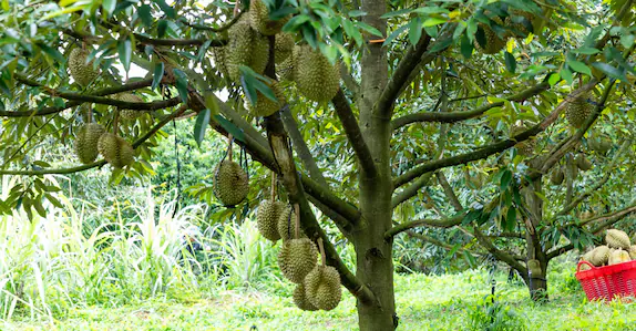 How Durian, the healthy superfruit, is taking over India's food market | Kerala Stories