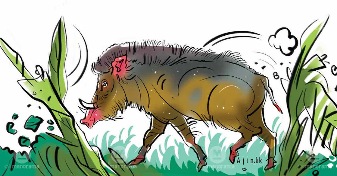 wild-boar-rep