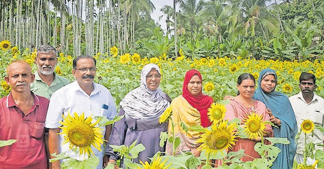 Golden blooms blanket Mekkorava as farmer's trial sunflower cultivation succeeds | Kerala Stories