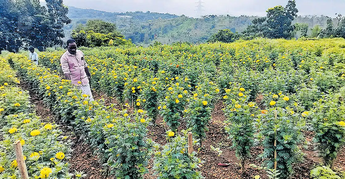Kerala farmer turns barren laterite rock into blooming marigold farm | Marigold | Farm | Kerala news | agriculture