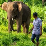 Thrissur forest watcher who nursed & befriended an injured wild tusker | Kerala News | ACTPnews