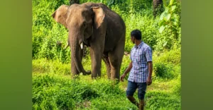 Thrissur forest watcher who nursed & befriended an injured wild tusker | Kerala News | ACTPnews